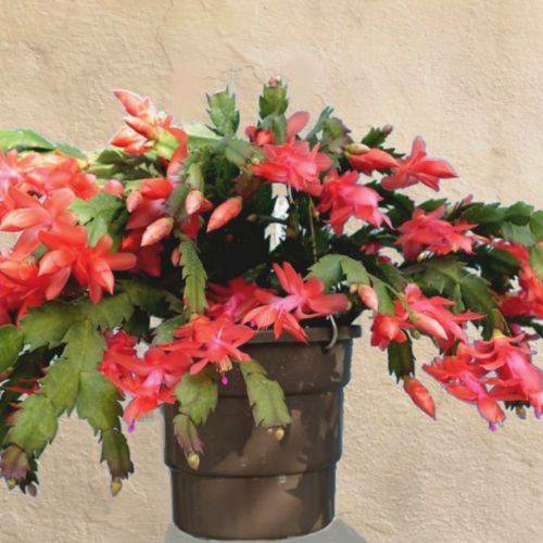 The Schlumbergera or Christmas Cactus in 5 Questions
