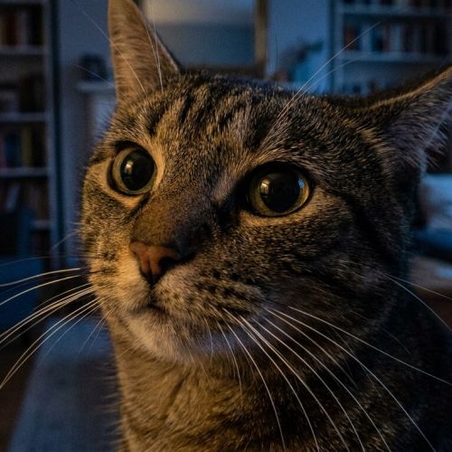 The sensory perception of the cat: how your feline sees and hears the world.
