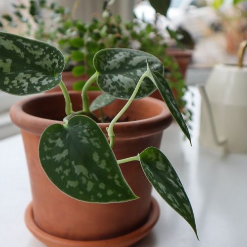 The spotted pothos: 5 good reasons to adopt this plant.