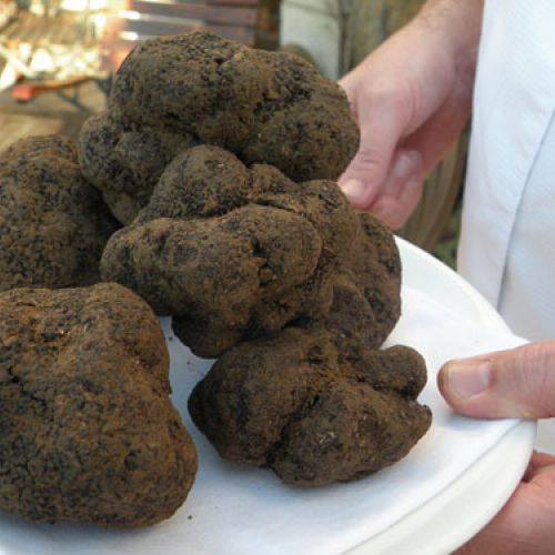 The Truffle Festival: a gourmet event in Colomars