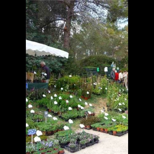 The Valbonne Garden Festival: a fair for Mediterranean plants
