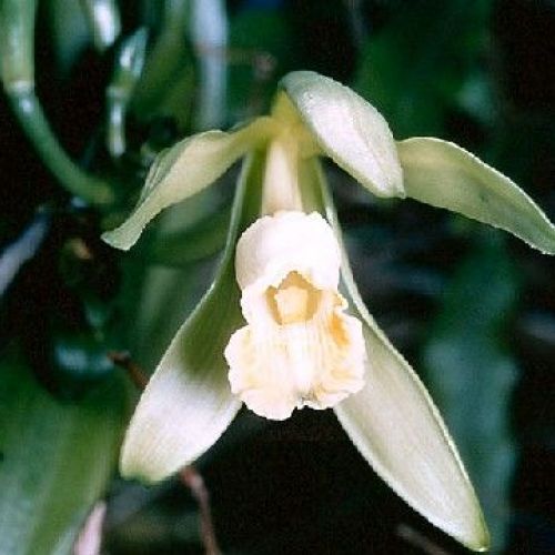 The vanilla tree, the plant that produces vanilla