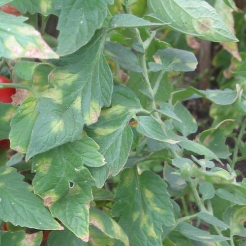 Tomato diseases: symptoms and solutions