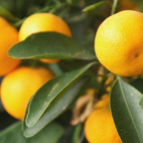 Trees: 5 Tips for Beautiful Citrus Fruits