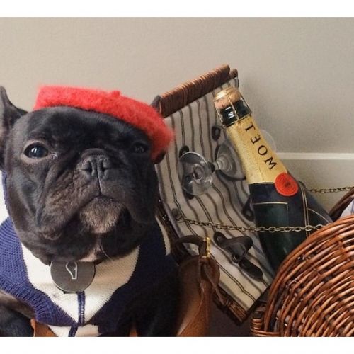 Trotter: the bulldog star on Instagram