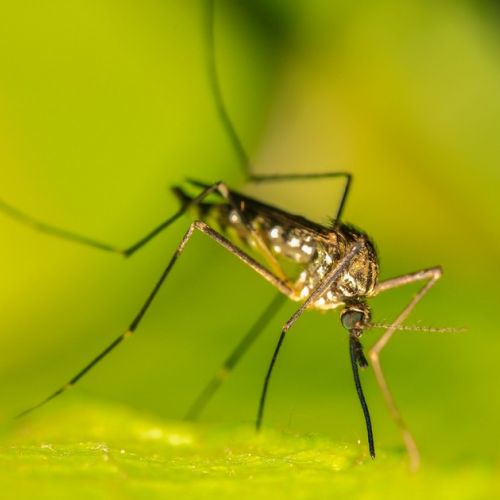 Unusual: 3 good sides of mosquitoes.