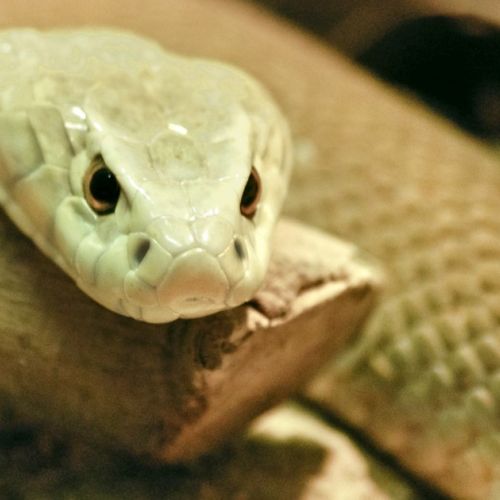 Unusual: snake venom in medicines