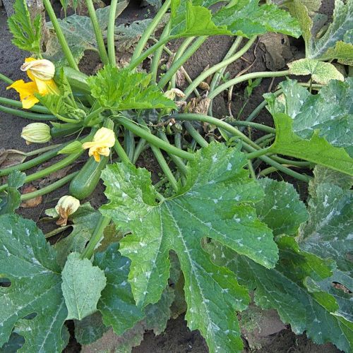 Vegetable garden: 8 diseases of the zucchini.
