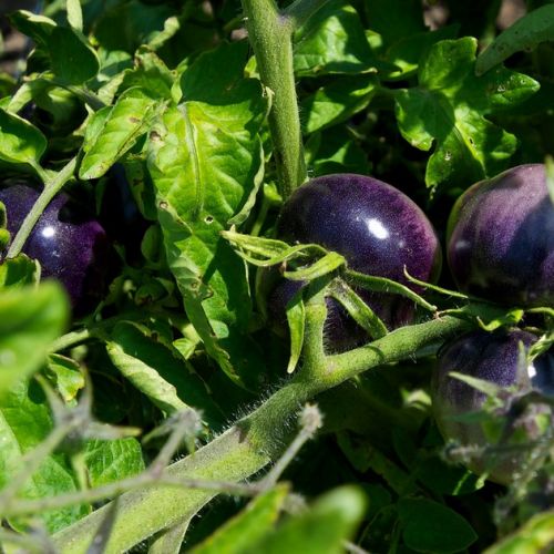 Vegetable garden: everything you need to know about the blue tomato in 5 questions