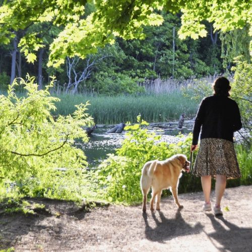 Walking Your Dog in the Forest: What Rules Should You Follow?