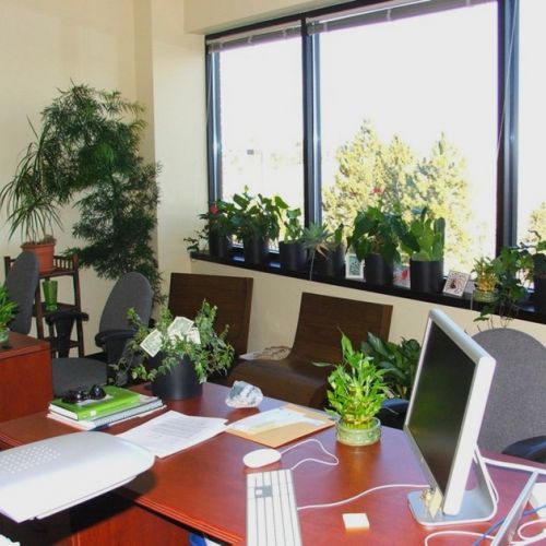 Wellness at work: 4 good reasons to put green plants in the office