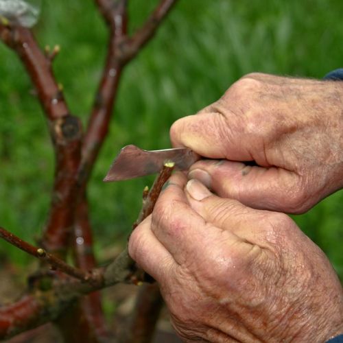 What is the difference between a seedling tree and a grafted tree?