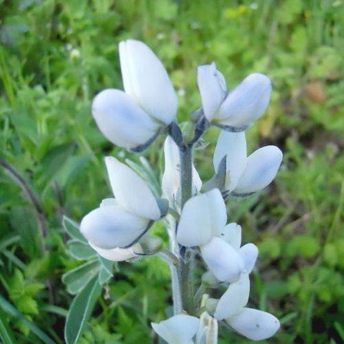 White lupine: a decorative and edible plant