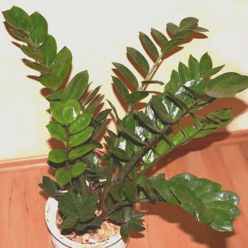 ZZ plant or Zamioculcas zamiifolia in 5 questions