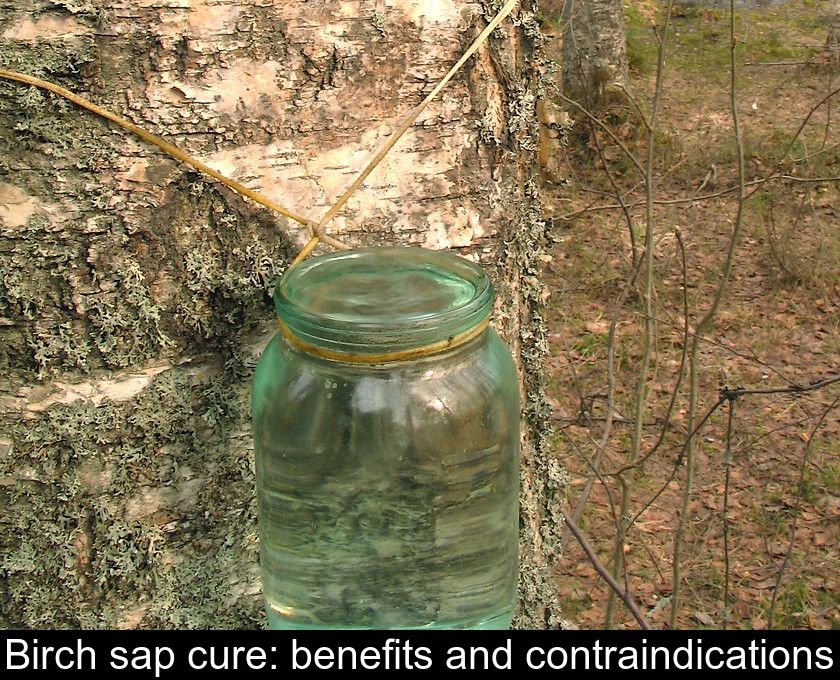 https://www.gralon.com/articles/vignettes/thumb-birch-sap-cure--benefits-and-contraindications-13325.jpg