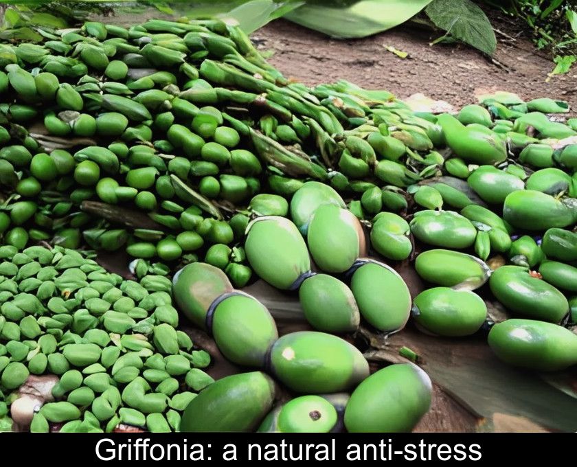 Griffonia: a natural anti-stress