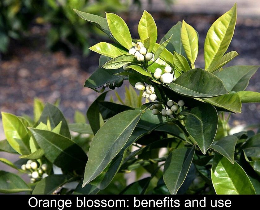 Orange blossom: benefits and use