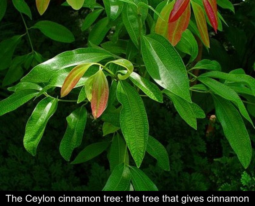 The Ceylon Cinnamon Tree The Tree That Gives Cinnamon
