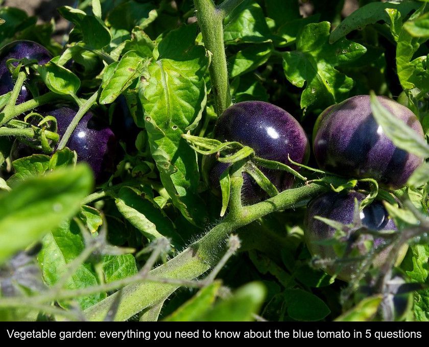 BLUE TOMATO